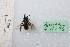  (Andrena stabiana - pnmu56)  @11 [ ] CreativeCommons - Attribution by Marco Bonifacino (2022) Unspecified Dipartimento di Biologia, Università degli Studi di Firenze