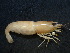  (Caridina weberi - BIC-0033)  @14 [ ] CreativeCommons - Attribution Non-Commercial Share-Alike (2014) Daisy WOWOR LIPI