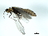  (Apatania forsslundi - 09BICAD-004)  @13 [ ] CreativeCommons - Attribution (2010) Unspecified Centre for Biodiversity Genomics