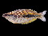  ( - Ani 424)  @13 [ ] CreativeCommons - Attribution Non-Commercial Share-Alike (2012) Laurent Pouyaud IRD
