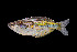  ( - Ani 425)  @13 [ ] CreativeCommons - Attribution Non-Commercial Share-Alike (2012) Laurent Pouyaud IRD