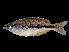  (Melanotaenia arfakensis - Api 468)  @14 [ ] CreativeCommons - Attribution Non-Commercial Share-Alike (2012) Laurent Pouyaud IRD