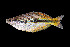  ( - Prafi 496)  @14 [ ] CreativeCommons - Attribution Non-Commercial Share-Alike (2012) Laurent Pouyaud IRD