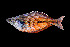  ( - Wee 351)  @13 [ ] CreativeCommons - Attribution Non-Commercial Share-Alike (2012) Laurent Pouyaud IRD