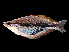  ( - Goldiei Dusner 1132)  @14 [ ] CreativeCommons - Attribution Non-Commercial Share-Alike (2012) Laurent Pouyaud IRD