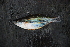  ( - GoldieiMbuta 1397)  @13 [ ] CreativeCommons - Attribution Non-Commercial Share-Alike (2012) Laurent Pouyaud IRD