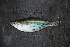  ( - GoldieiMbuta 1398)  @14 [ ] CreativeCommons - Attribution Non-Commercial Share-Alike (2012) Laurent Pouyaud IRD