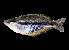  ( - Goldiei munuari 768)  @14 [ ] CreativeCommons - Attribution Non-Commercial Share-Alike (2012) Laurent Pouyaud IRD
