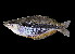  ( - Goldiei munuari 769)  @14 [ ] CreativeCommons - Attribution Non-Commercial Share-Alike (2012) Laurent Pouyaud IRD