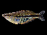  ( - Goldiei sararti 1169)  @14 [ ] CreativeCommons - Attribution Non-Commercial Share-Alike (2012) Laurent Pouyaud IRD