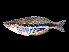  ( - Goldie Tanjung Boi 1425)  @14 [ ] CreativeCommons - Attribution Non-Commercial Share-Alike (2012) Laurent Pouyaud IRD