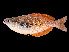  ( - Kurumoi 624)  @13 [ ] CreativeCommons - Attribution Non-Commercial Share-Alike (2012) Laurent Pouyaud IRD