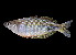  ( - Doktor 882)  @11 [ ] CreativeCommons - Attribution Non-Commercial Share-Alike (2012) Laurent Pouyaud IRD
