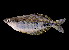  ( - Doktor 883)  @11 [ ] CreativeCommons - Attribution Non-Commercial Share-Alike (2012) Laurent Pouyaud IRD