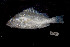  (Pomadasys kaakan - BIF1158)  @14 [ ] CreativeCommons - Attribution Non-Commercial Share-Alike (2015) Nicolas HUBERT IRD