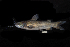  (Arius subrostratus - BIF0949)  @14 [ ] CreativeCommons - Attribution Non-Commercial Share-Alike (2014) Nicolas HUBERT IRD