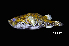  (Tetraodon nigroviridis - BIF5079)  @11 [ ] CreativeCommons  Attribution Non-Commercial Share-Alike (2016) Nicolas HUBERT IRD