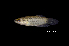  (Betta rubra - BIF5808)  @11 [ ] CreativeCommons  Attribution Non-Commercial Share-Alike (2016) Nicolas HUBERT IRD