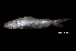  (Netuma bilineata - BIF5999)  @11 [ ] CreativeCommons  Attribution Non-Commercial Share-Alike (2016) Nicolas HUBERT IRD