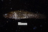  ( - BIF5856)  @11 [ ] CreativeCommons  Attribution Non-Commercial Share-Alike (2016) Nicolas HUBERT IRD