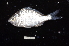  ( - BIF5869)  @11 [ ] CreativeCommons  Attribution Non-Commercial Share-Alike (2016) Nicolas HUBERT IRD