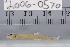  ( - 2006-0570)  @11 [ ] CreativeCommons  Attribution Non-Commercial Share-Alike (2017) Larry Page FLMNH