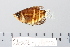  (Sphaerichthys osphromenoides - 2006-0633)  @11 [ ] CreativeCommons  Attribution Non-Commercial Share-Alike (2017) Larry Page FLMNH