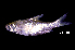  ( - BIF7012)  @11 [ ] CreativeCommons  Attribution Non-Commercial Share-Alike (2016) Nicolas HUBERT IRD