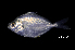  (Eubleekeria splendens - BIF7164)  @11 [ ] CreativeCommons  Attribution Non-Commercial Share-Alike (2016) Nicolas HUBERT IRD