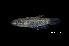  (Betta taeniata - BIF7679)  @11 [ ] CreativeCommons  Attribution Non-Commercial Share-Alike (2016) Nicolas HUBERT IRD