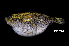  (Pao palembangensis - BIF7988)  @11 [ ] CreativeCommons  Attribution Non-Commercial Share-Alike (2016) Nicolas HUBERT IRD