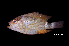  (Lutjanus malabaricus - BIF8485)  @11 [ ] CreativeCommons  Attribution Non-Commercial Share-Alike (2016) Nicolas HUBERT IRD