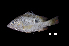  (Lutjanus fuscescens - BIF8491)  @11 [ ] CreativeCommons  Attribution Non-Commercial Share-Alike (2016) Nicolas HUBERT IRD