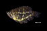  (Sphaerichthys selatanensis - BIF8661)  @11 [ ] CreativeCommons  Attribution Non-Commercial Share-Alike (2016) Nicolas HUBERT IRD