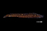  (Macrognathus keithi - BIF8683)  @11 [ ] CreativeCommons  Attribution Non-Commercial Share-Alike (2016) Nicolas HUBERT IRD