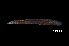  ( - BIF8685)  @11 [ ] CreativeCommons  Attribution Non-Commercial Share-Alike (2016) Nicolas HUBERT IRD