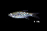  (Rasbora rutteni - BIF9037)  @11 [ ] CreativeCommons  Attribution Non-Commercial Share-Alike (2016) Nicolas HUBERT IRD