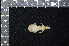  ( - IRD BT-0028)  @11 [ ] CreativeCommons  Attribution Non-Commercial Share-Alike (2016) Yuli Sulistya Fitriana Indonesian Institute of Sciences, Museum Zoologicum Bogoriense
