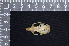  ( - IRD LAP-0017)  @11 [ ] CreativeCommons  Attribution Non-Commercial Share-Alike (2016) Yuli Sulistya Fitriana Indonesian Institute of Sciences, Museum Zoologicum Bogoriense
