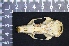  (Uromys - IRD LAP-0010)  @11 [ ] CreativeCommons  Attribution Non-Commercial Share-Alike (2016) Yuli Sulistya Fitriana Indonesian Institute of Sciences, Museum Zoologicum Bogoriense
