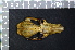  ( - IRD LSW-0093)  @11 [ ] CreativeCommons  Attribution Non-Commercial Share-Alike (2016) Yuli Sulistya Fitriana Indonesian Institute of Sciences, Museum Zoologicum Bogoriense