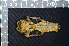  ( - IRD LSW-0093)  @11 [ ] CreativeCommons  Attribution Non-Commercial Share-Alike (2016) Yuli Sulistya Fitriana Indonesian Institute of Sciences, Museum Zoologicum Bogoriense