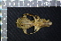  ( - IRD LSW-0094)  @11 [ ] CreativeCommons  Attribution Non-Commercial Share-Alike (2016) Yuli Sulistya Fitriana Indonesian Institute of Sciences, Museum Zoologicum Bogoriense