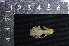  ( - IRD LSW-0078)  @11 [ ] CreativeCommons  Attribution Non-Commercial Share-Alike (2016) Yuli Sulistya Fitriana Indonesian Institute of Sciences, Museum Zoologicum Bogoriense