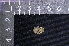  ( - IRD LSW-0027)  @11 [ ] CreativeCommons  Attribution Non-Commercial Share-Alike (2016) Yuli Sulistya Fitriana Indonesian Institute of Sciences, Museum Zoologicum Bogoriense