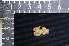  ( - IRD LSW-0061)  @11 [ ] CreativeCommons  Attribution Non-Commercial Share-Alike (2016) Yuli Sulistya Fitriana Indonesian Institute of Sciences, Museum Zoologicum Bogoriense