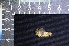  ( - IRD LSW-0061)  @11 [ ] CreativeCommons  Attribution Non-Commercial Share-Alike (2016) Yuli Sulistya Fitriana Indonesian Institute of Sciences, Museum Zoologicum Bogoriense