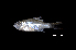  ( - IRD BIF6188.2)  @11 [ ] CreativeCommons  Attribution Non-Commercial Share-Alike (2016) Nicolas HUBERT IRD
