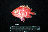  ( - IRD BMF-248.2)  @11 [ ] CreativeCommons  Attribution Non-Commercial Share-Alike (2016) Gino LIMMON Universitas Pattimura