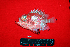  ( - IRD BMF-249.2)  @11 [ ] CreativeCommons  Attribution Non-Commercial Share-Alike (2016) Gino LIMMON Universitas Pattimura